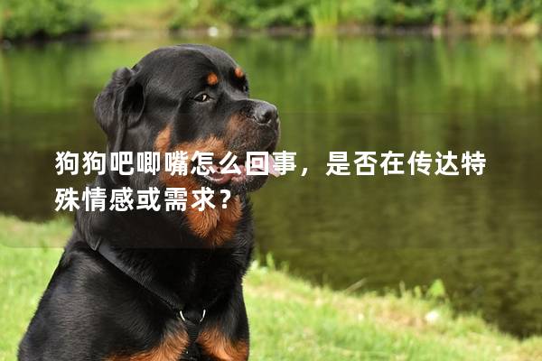 狗狗吧唧嘴怎么回事，是否在传达特殊情感或需求？
