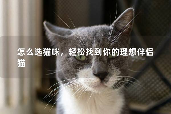 怎么选猫咪，轻松找到你的理想伴侣猫