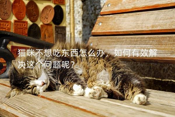 猫咪不想吃东西怎么办，如何有效解决这个问题呢？