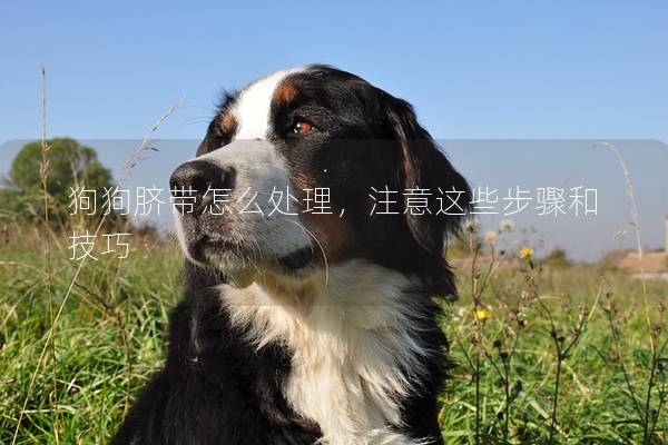 狗狗脐带怎么处理，注意这些步骤和技巧