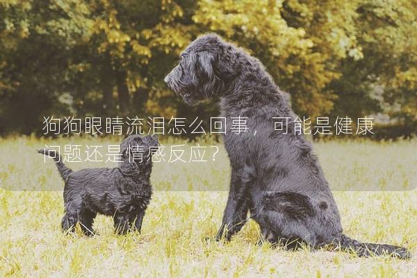 狗狗眼睛流泪怎么回事，可能是健康问题还是情感反应？
