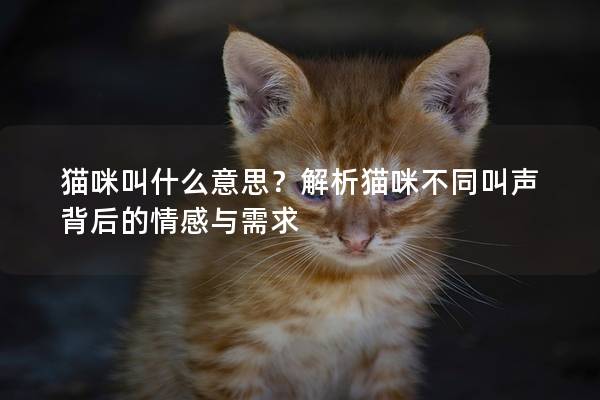 猫咪叫什么意思？解析猫咪不同叫声背后的情感与需求