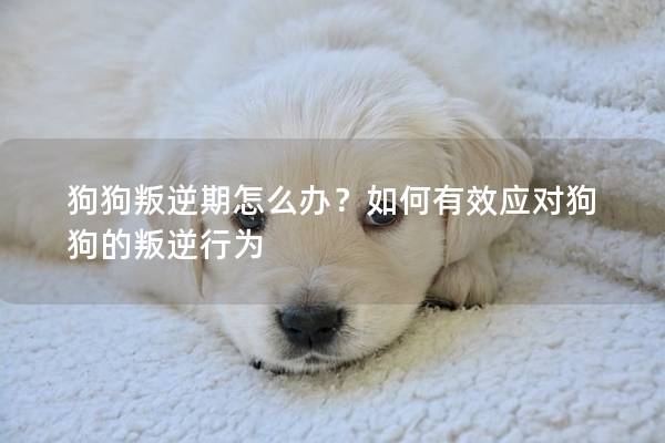 狗狗叛逆期怎么办？如何有效应对狗狗的叛逆行为