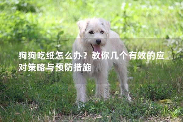 狗狗吃纸怎么办？教你几个有效的应对策略与预防措施