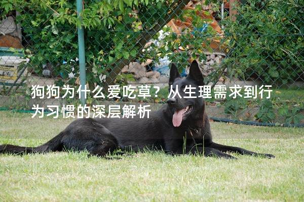 狗狗为什么爱吃草？从生理需求到行为习惯的深层解析