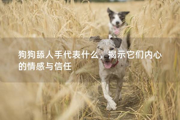 狗狗舔人手代表什么，揭示它们内心的情感与信任