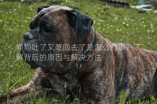 狗狗吐了又吃回去了是怎么回事？了解背后的原因与解决方法