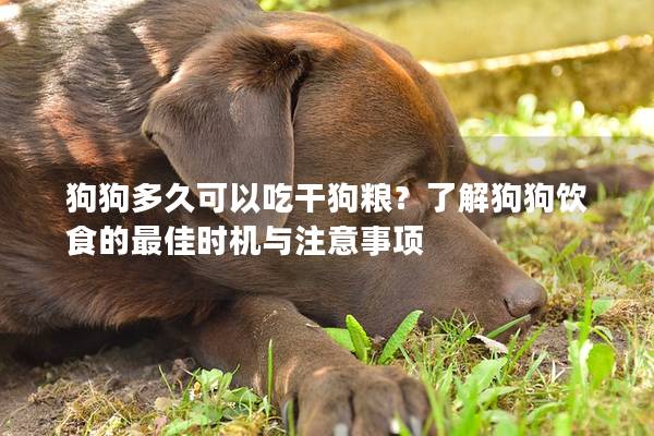 狗狗多久可以吃干狗粮？了解狗狗饮食的最佳时机与注意事项