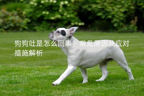 狗狗吐是怎么回事？常见原因及应对措施解析