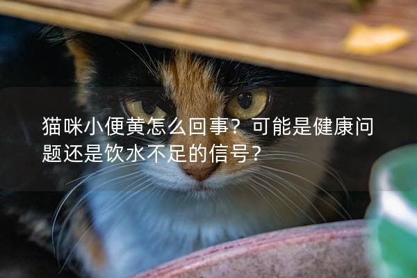 猫咪小便黄怎么回事？可能是健康问题还是饮水不足的信号？