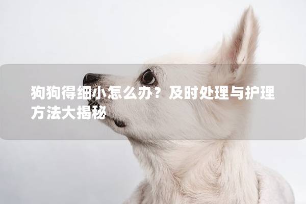 狗狗得细小怎么办？及时处理与护理方法大揭秘