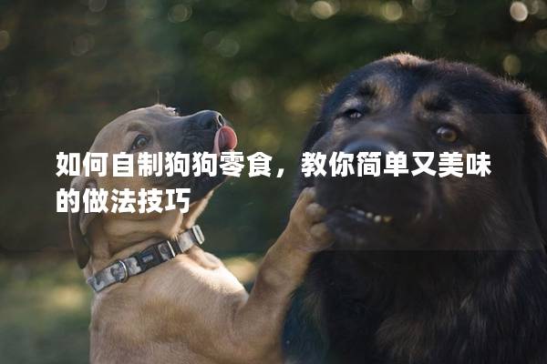 如何自制狗狗零食，教你简单又美味的做法技巧
