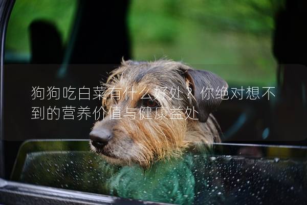 狗狗吃白菜有什么好处？你绝对想不到的营养价值与健康益处