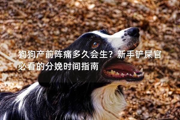 狗狗产前阵痛多久会生？新手铲屎官必看的分娩时间指南