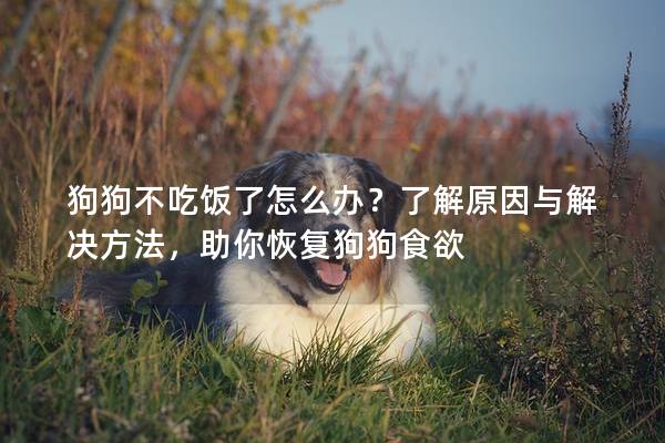 狗狗不吃饭了怎么办？了解原因与解决方法，助你恢复狗狗食欲