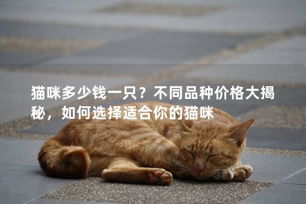 猫咪多少钱一只？不同品种价格大揭秘，如何选择适合你的猫咪