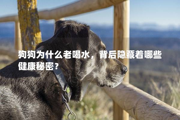 狗狗为什么老喝水，背后隐藏着哪些健康秘密？