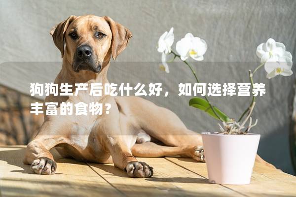 狗狗生产后吃什么好，如何选择营养丰富的食物？