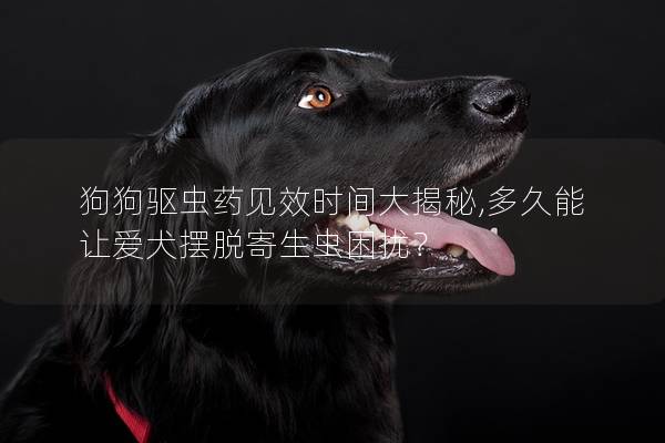 狗狗驱虫药见效时间大揭秘,多久能让爱犬摆脱寄生虫困扰？