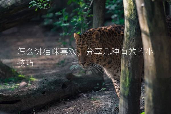 怎么讨猫咪喜欢，分享几种有效的小技巧