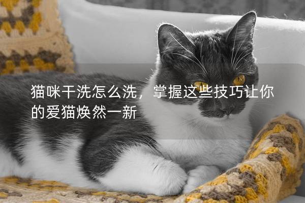 猫咪干洗怎么洗，掌握这些技巧让你的爱猫焕然一新