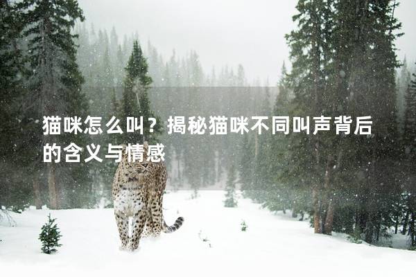 猫咪怎么叫？揭秘猫咪不同叫声背后的含义与情感