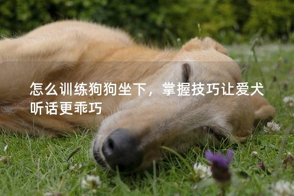 怎么训练狗狗坐下，掌握技巧让爱犬听话更乖巧