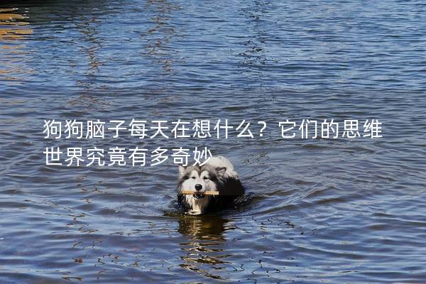 狗狗脑子每天在想什么？它们的思维世界究竟有多奇妙