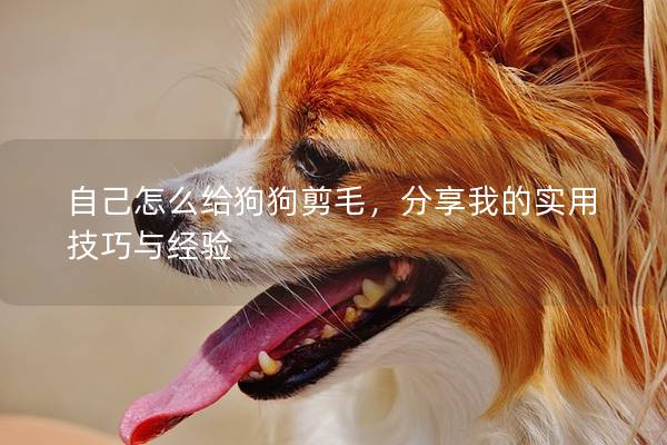 自己怎么给狗狗剪毛，分享我的实用技巧与经验