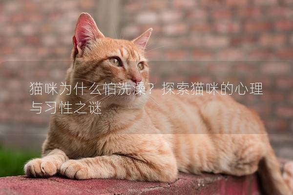 猫咪为什么怕洗澡？探索猫咪的心理与习性之谜
