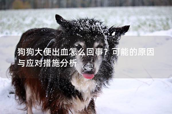 狗狗大便出血怎么回事？可能的原因与应对措施分析
