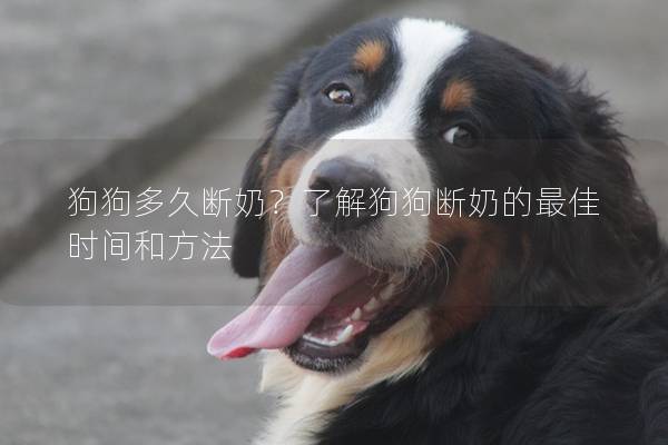 狗狗多久断奶？了解狗狗断奶的最佳时间和方法