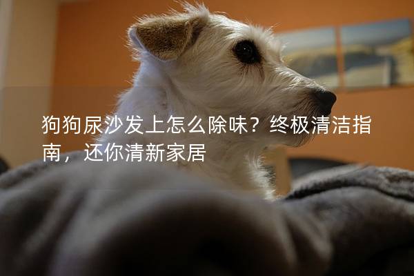 狗狗尿沙发上怎么除味？终极清洁指南，还你清新家居