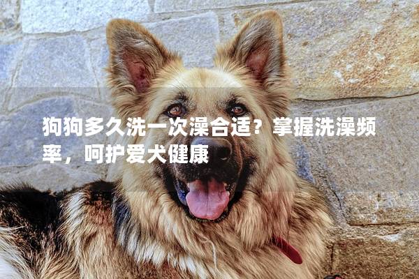 狗狗多久洗一次澡合适？掌握洗澡频率，呵护爱犬健康