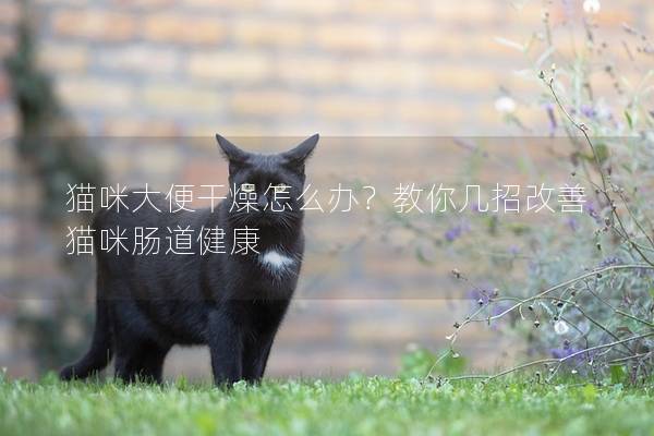 猫咪大便干燥怎么办？教你几招改善猫咪肠道健康