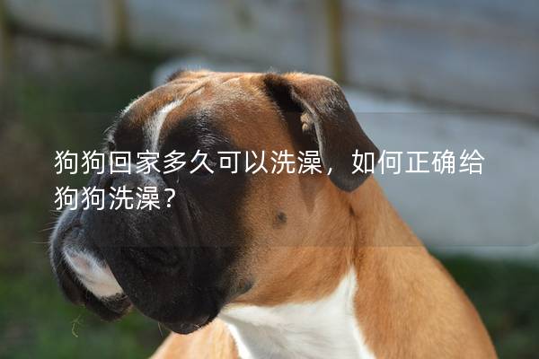 狗狗回家多久可以洗澡，如何正确给狗狗洗澡？