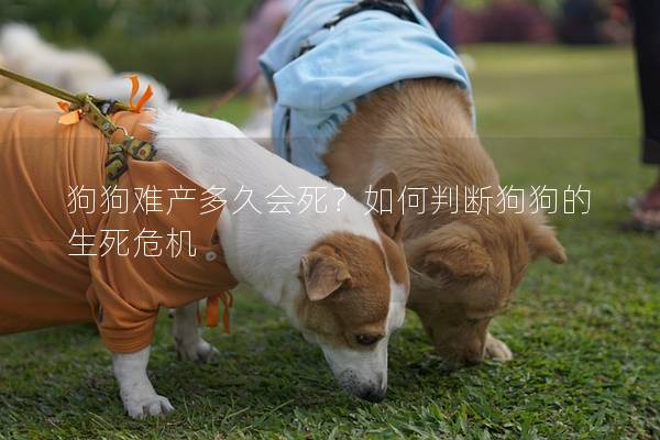 狗狗难产多久会死？如何判断狗狗的生死危机