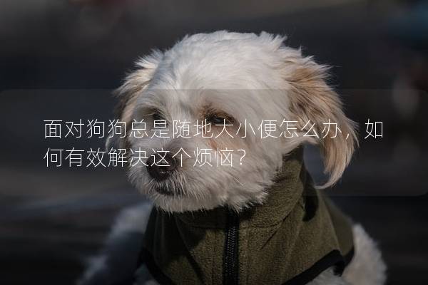 面对狗狗总是随地大小便怎么办，如何有效解决这个烦恼？
