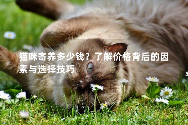 猫咪寄养多少钱？了解价格背后的因素与选择技巧