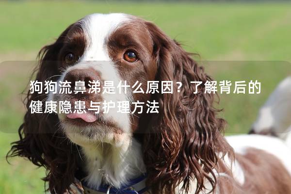 狗狗流鼻涕是什么原因？了解背后的健康隐患与护理方法