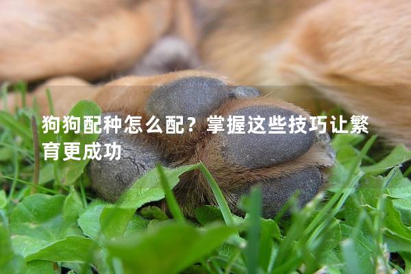 狗狗配种怎么配？掌握这些技巧让繁育更成功