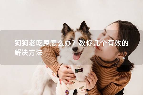 狗狗老吃屎怎么办？教你几个有效的解决方法