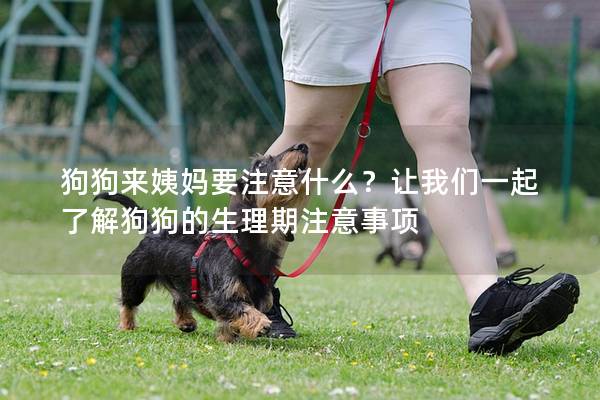 狗狗来姨妈要注意什么？让我们一起了解狗狗的生理期注意事项