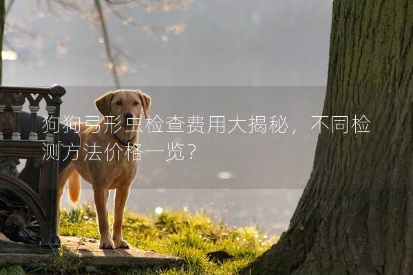 狗狗弓形虫检查费用大揭秘，不同检测方法价格一览？