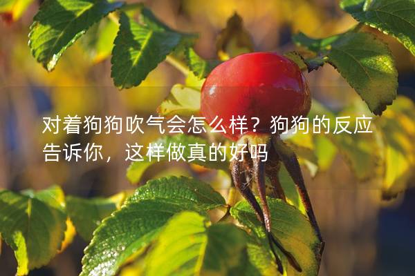 对着狗狗吹气会怎么样？狗狗的反应告诉你，这样做真的好吗