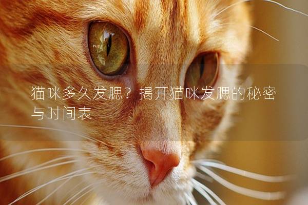 猫咪多久发腮？揭开猫咪发腮的秘密与时间表