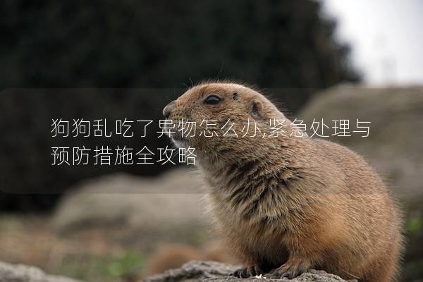 狗狗乱吃了异物怎么办,紧急处理与预防措施全攻略