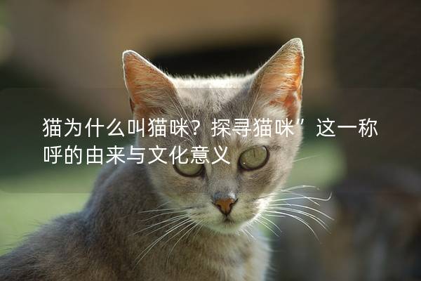猫为什么叫猫咪？探寻猫咪”这一称呼的由来与文化意义