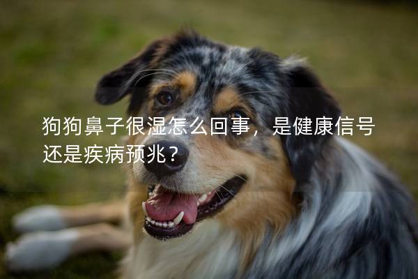 狗狗鼻子很湿怎么回事，是健康信号还是疾病预兆？