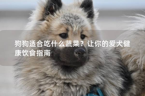 狗狗适合吃什么蔬菜？让你的爱犬健康饮食指南